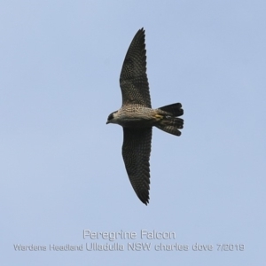 Falco peregrinus at Ulladulla, NSW - 29 Jun 2019