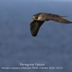 Falco peregrinus at Ulladulla, NSW - 29 Jun 2019 12:00 AM