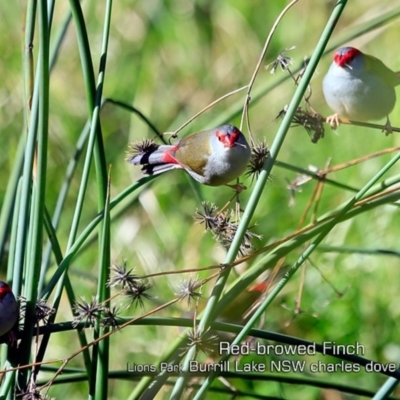 Neochmia temporalis (Red-browed Finch) at Wairo Beach and Dolphin Point - 26 Jun 2019 by CharlesDove