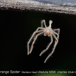 Sparassidae (family) at Ulladulla Reserves Bushcare - 28 Jun 2019