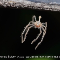 Sparassidae (family) (A Huntsman Spider) at - 27 Jun 2019 by Charles Dove