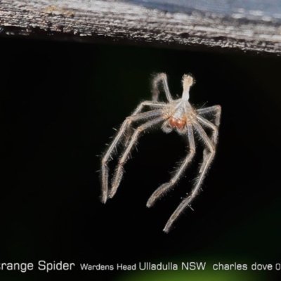 Sparassidae (family) (A Huntsman Spider) at One Track For All - 27 Jun 2019 by Charles Dove