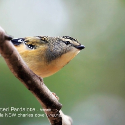 Pardalotus punctatus (Spotted Pardalote) at Lake Conjola, NSW - 26 Jun 2019 by CharlesDove
