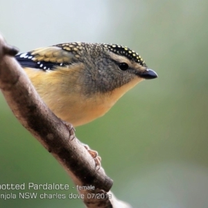 Pardalotus punctatus at Lake Conjola, NSW - 26 Jun 2019