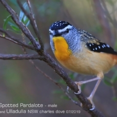 Pardalotus punctatus (Spotted Pardalote) at Coomee Nulunga Cultural Walking Track - 27 Jun 2019 by CharlesDove