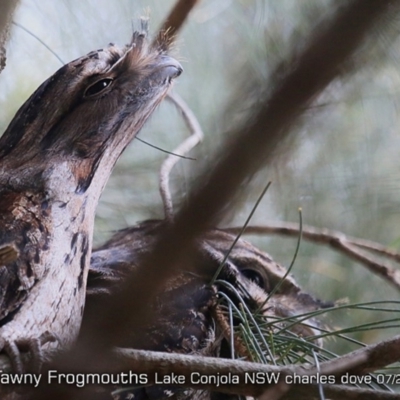 Podargus strigoides (Tawny Frogmouth) at Lake Conjola, NSW - 26 Jun 2019 by Charles Dove