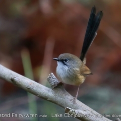 Malurus lamberti (Variegated Fairywren) at Conjola Bushcare - 25 Jun 2019 by CharlesDove