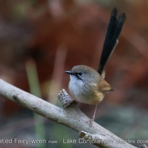 Malurus lamberti at Lake Conjola, NSW - 26 Jun 2019