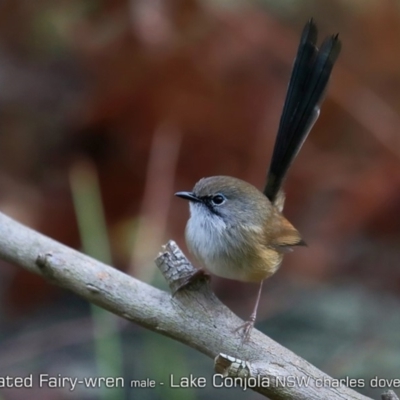 Malurus lamberti (Variegated Fairywren) at Lake Conjola, NSW - 26 Jun 2019 by CharlesDove