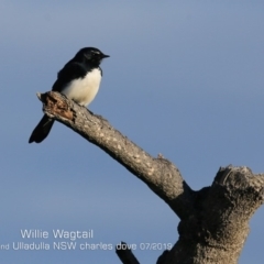 Rhipidura leucophrys (Willie Wagtail) at Ulladulla, NSW - 26 Jun 2019 by Charles Dove