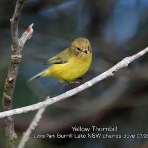 Acanthiza nana at Burrill Lake, NSW - 29 Jun 2019 12:00 AM