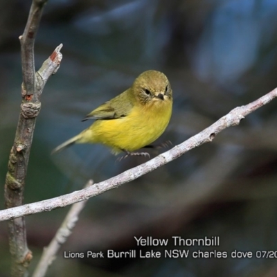 Acanthiza nana (Yellow Thornbill) at Burrill Lake, NSW - 28 Jun 2019 by CharlesDove