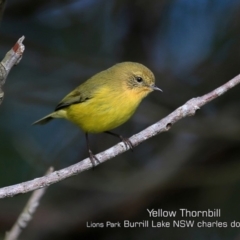 Acanthiza nana at Burrill Lake, NSW - 29 Jun 2019 12:00 AM