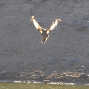 Pteropus poliocephalus at Tharwa, ACT - 2 Jul 2019 09:53 AM