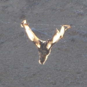 Pteropus poliocephalus at Tharwa, ACT - 2 Jul 2019 09:53 AM