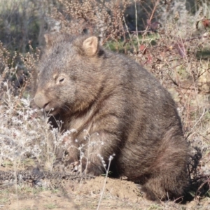 Vombatus ursinus at Paddys River, ACT - 2 Jul 2019