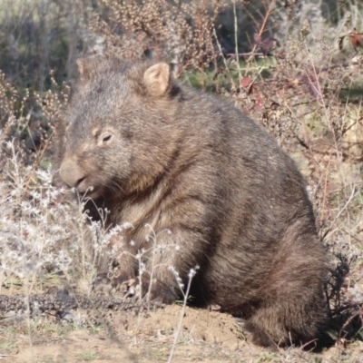 Vombatus ursinus (Common wombat, Bare-nosed Wombat) at Gigerline Nature Reserve - 2 Jul 2019 by Christine