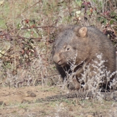 Vombatus ursinus at Paddys River, ACT - 2 Jul 2019