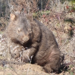 Vombatus ursinus at Paddys River, ACT - 2 Jul 2019