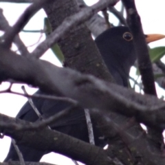 Turdus merula (Eurasian Blackbird) at Canberra, ACT - 2 Jul 2019 by LisaH