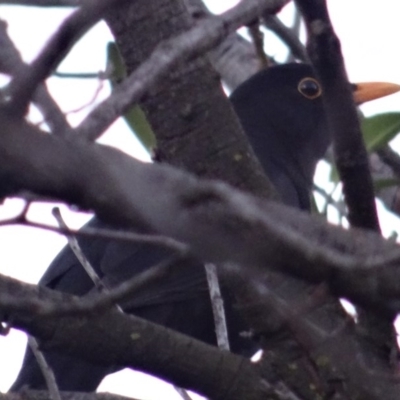 Turdus merula (Eurasian Blackbird) at City Renewal Authority Area - 2 Jul 2019 by LisaH