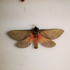 Oxycanus rufescens (Dry-country Oxycanus) at Southern Forest Life - 29 May 2018 by GlennCocking