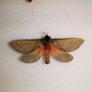 Oxycanus rufescens at Wonboyn, NSW - 29 May 2018 12:00 AM