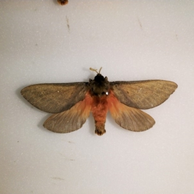 Oxycanus rufescens (Dry-country Oxycanus) at Southern Forest Life - 29 May 2018 by GlennCocking