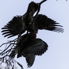 Callocephalon fimbriatum (Gang-gang Cockatoo) at Red Hill, ACT - 22 Jun 2019 by JonSteinbeck