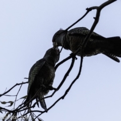 Callocephalon fimbriatum at Red Hill, ACT - suppressed