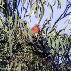 Callocephalon fimbriatum at Red Hill, ACT - suppressed