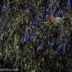 Callocephalon fimbriatum at Red Hill, ACT - suppressed