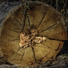 Rhodofomitopsis lilacinogilva complex at Federal Golf Course - 22 Jun 2019 by JonSteinbeck