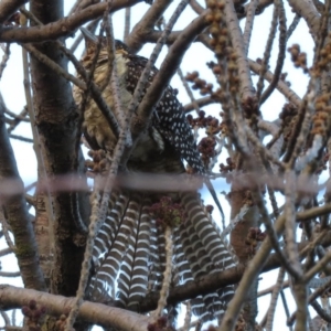 Eudynamys orientalis at Narrabundah, ACT - 17 Jun 2019 07:53 AM