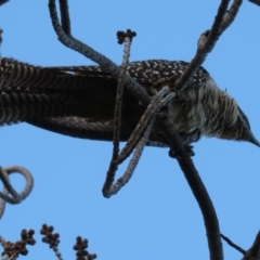 Eudynamys orientalis at Narrabundah, ACT - 17 Jun 2019 07:53 AM