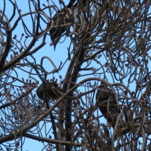 Eudynamys orientalis at Narrabundah, ACT - 17 Jun 2019 07:53 AM