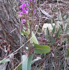 Hardenbergia violacea (False Sarsaparilla) at Acton, ACT - 2 Jul 2019 by MaartjeSevenster