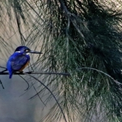 Ceyx azureus (Azure Kingfisher) at Point Hut to Tharwa - 2 Jul 2019 by RodDeb