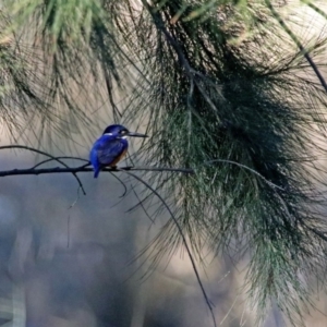 Ceyx azureus at Tuggeranong DC, ACT - 2 Jul 2019