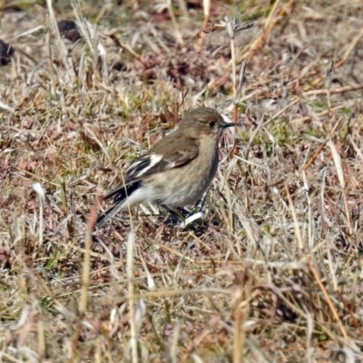 Petroica phoenicea (Flame Robin) at Tidbinbilla Nature Reserve - 2 Jul 2019 by RodDeb