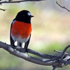 Petroica boodang (Scarlet Robin) at Paddys River, ACT - 2 Jul 2019 by RodDeb