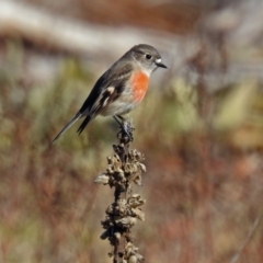 Petroica boodang at Paddys River, ACT - 2 Jul 2019 01:08 PM