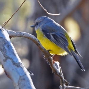 Eopsaltria australis at Paddys River, ACT - 2 Jul 2019 02:56 PM