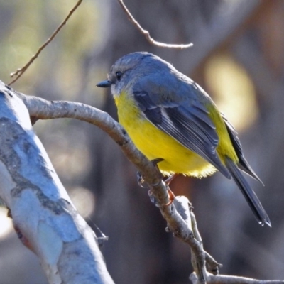 Eopsaltria australis (Eastern Yellow Robin) at Tidbinbilla Nature Reserve - 2 Jul 2019 by RodDeb