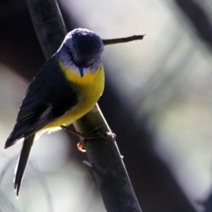 Eopsaltria australis at Paddys River, ACT - 2 Jul 2019