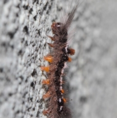 Lymantriinae (subfamily) (Unidentified tussock moths) at Hackett, ACT - 2 Jul 2019 by TimL