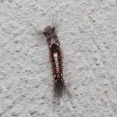 Lymantriinae (subfamily) at Hackett, ACT - 2 Jul 2019 01:17 PM