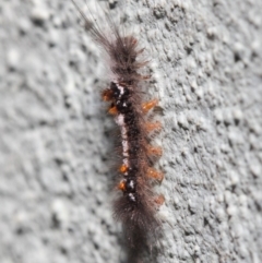 Lymantriinae (subfamily) at Hackett, ACT - 2 Jul 2019 01:17 PM