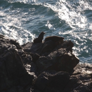 Seal-unknown species at Guerilla Bay, NSW - 30 Jun 2019 10:55 AM