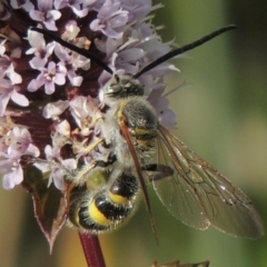 Radumeris tasmaniensis (Yellow Hairy Flower Wasp) at Point Hut to Tharwa - 3 Apr 2019 by michaelb